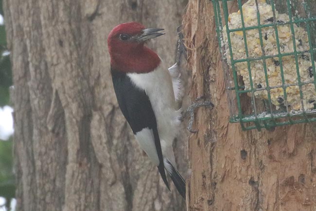 Red-headed Woodpecker &copy; Bobby Brown