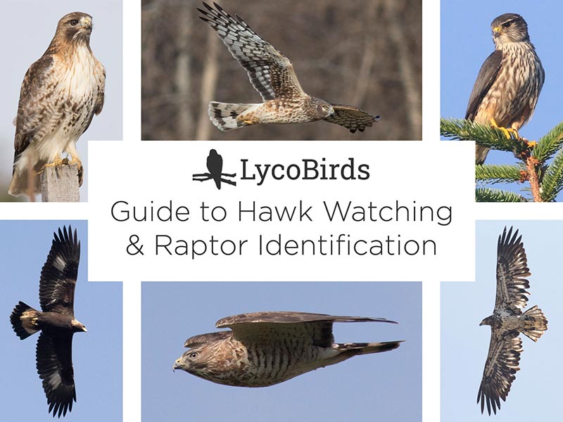 LycoBirds Guide to Hawk Watching and Raptor Identification cover image
