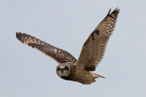 Short-eared Owl, Mill Hill Road
