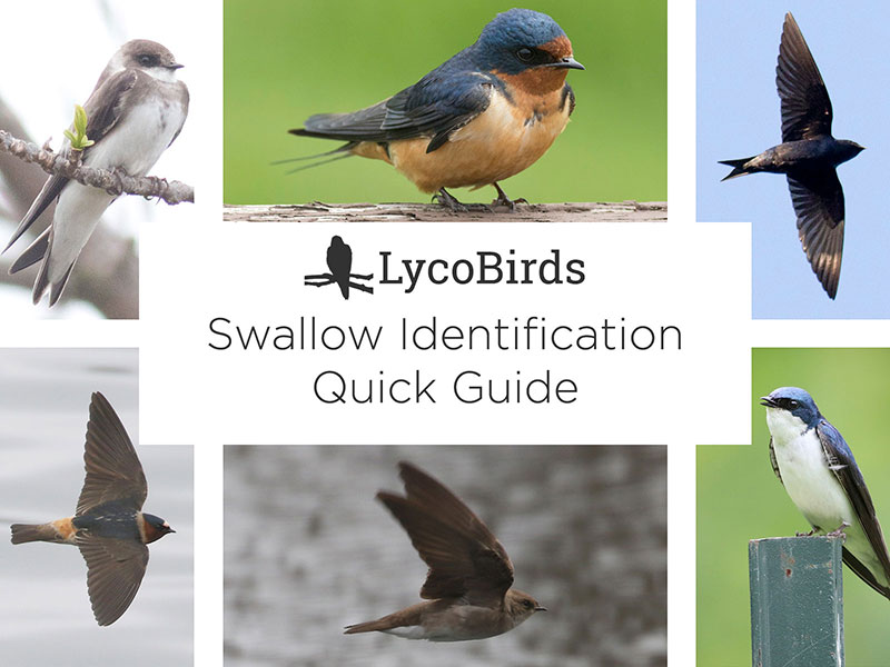LycoBirds Swallow Identification Quick Guide cover image