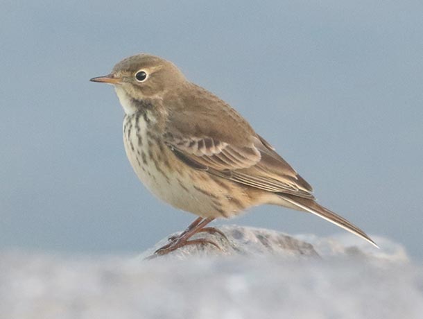 American Pipit perched on rocks along a lake