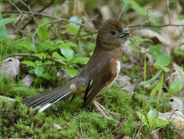 Female Eastern Towhee on the ground