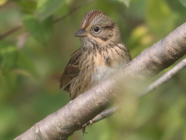 Lincoln's Sparrow perched on a branch, looking to its right