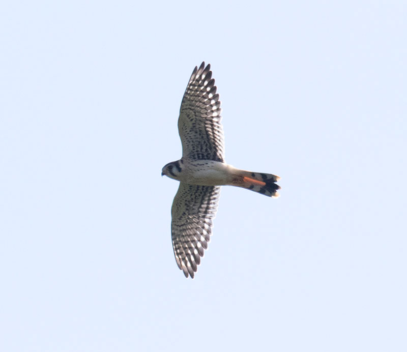 American Kestrel