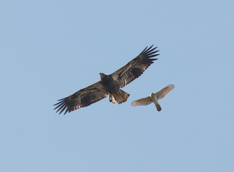 Bald Eagle and Cooper's Hawk