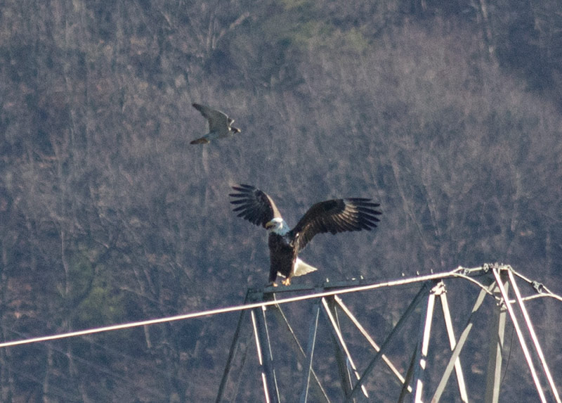 Bald Eagle and Peregrine Falcon
