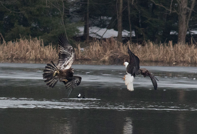Bald Eagles fight over a fish while a Hooded Merganser watches nervously