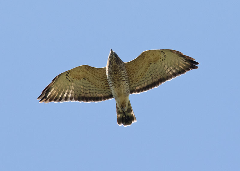 Broad-winged Hawk