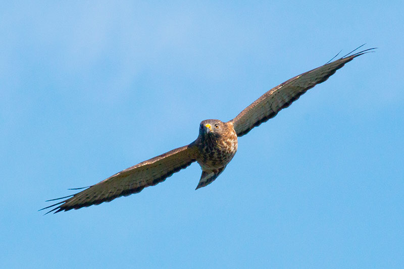 Broad-winged Hawk