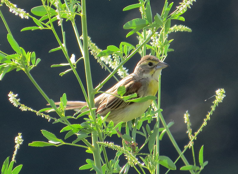 Dickcissel
