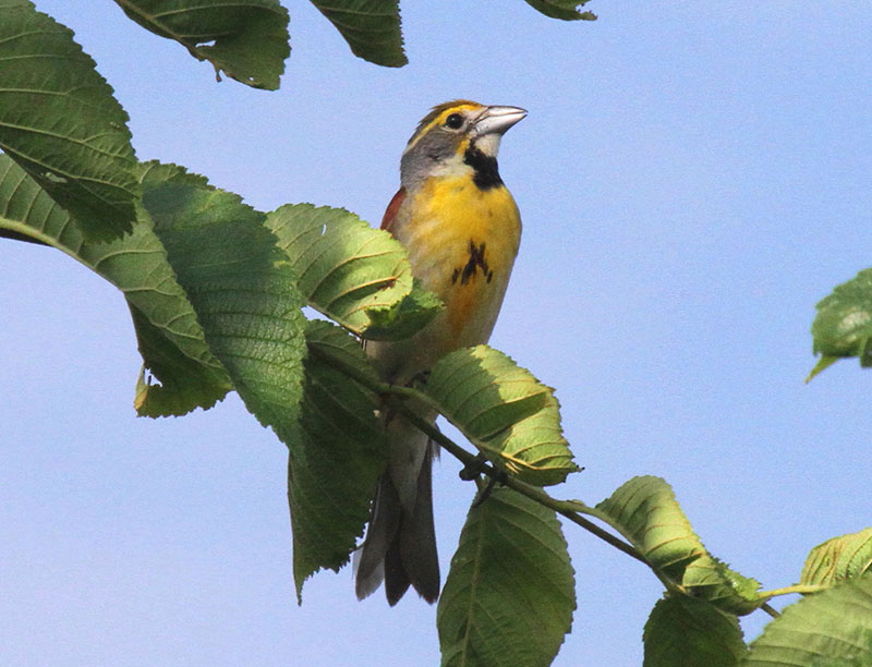 Dickcissel