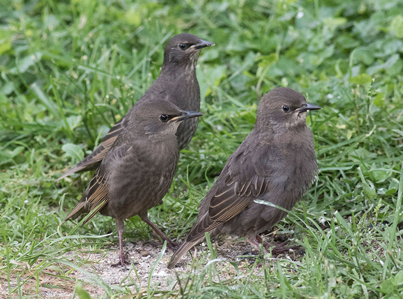 Juvenile European Starlings