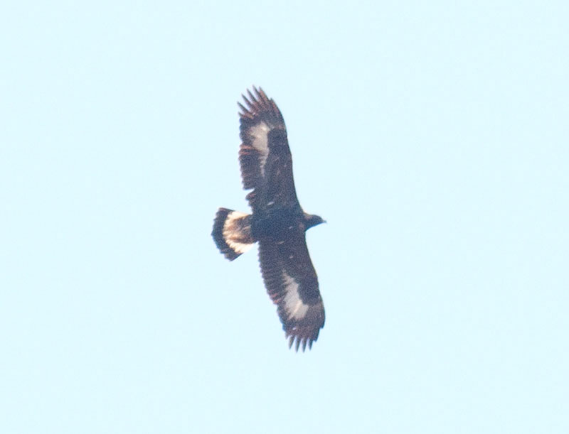 Immature Golden Eagle soaring