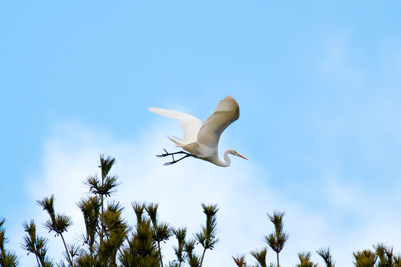 Great Egret flying over tree