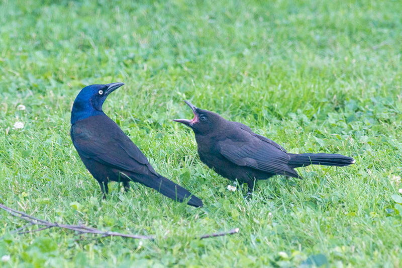 Juvenile Common Grackle with an adult