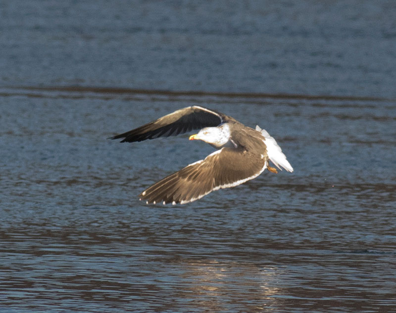 Lesser Black-backed Gull