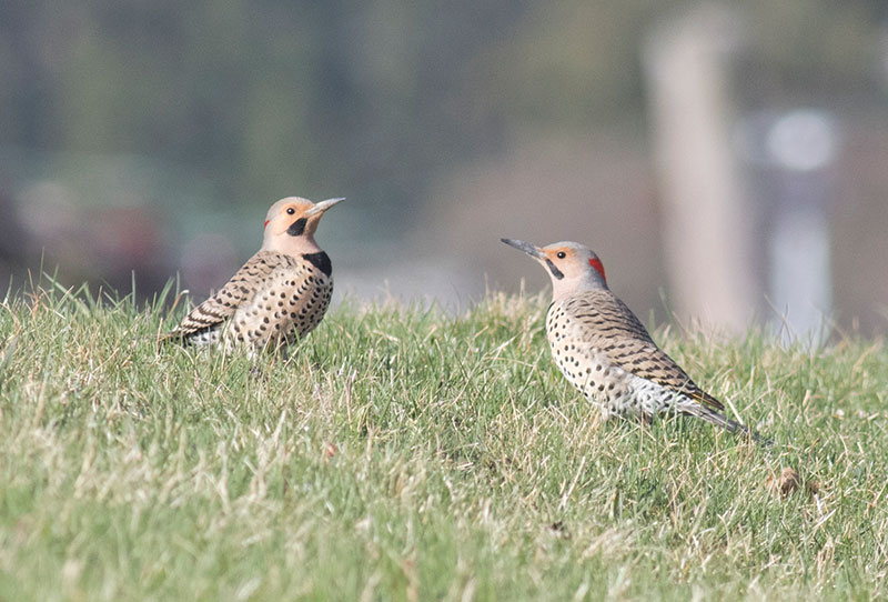 Northern Flickers