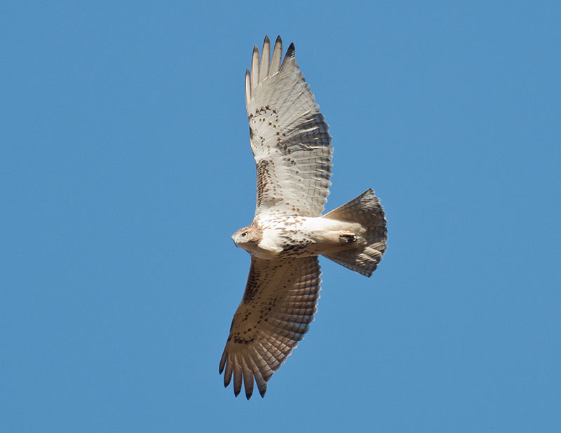 Juvenile Red-tailed Hawk soaring