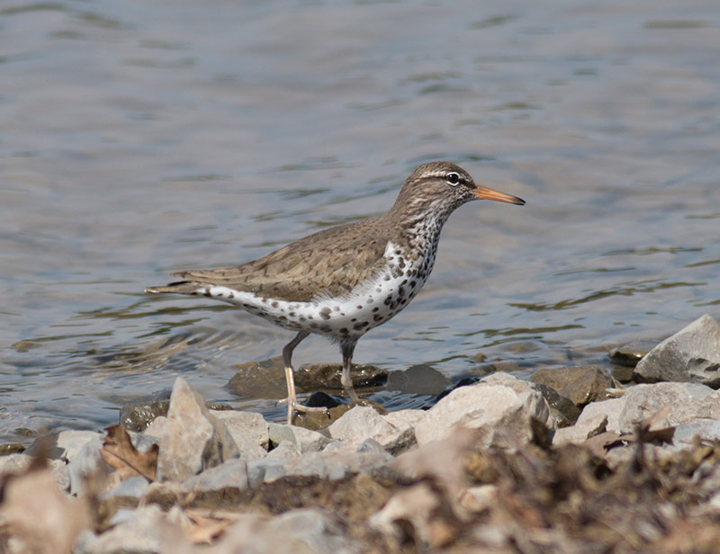 Spotted Sandpiper