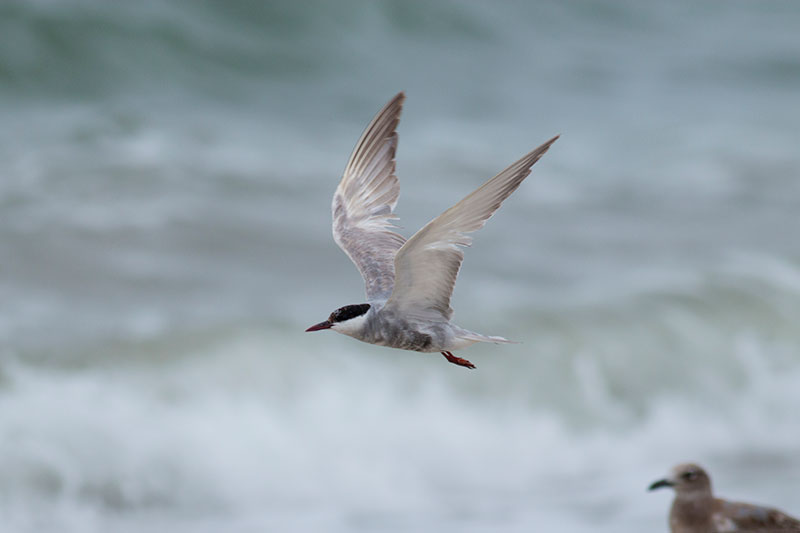 Whiskered Tern, Cape May, NJ