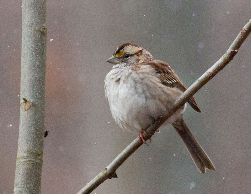 White-throated Sparrow perched on a branch in the snow