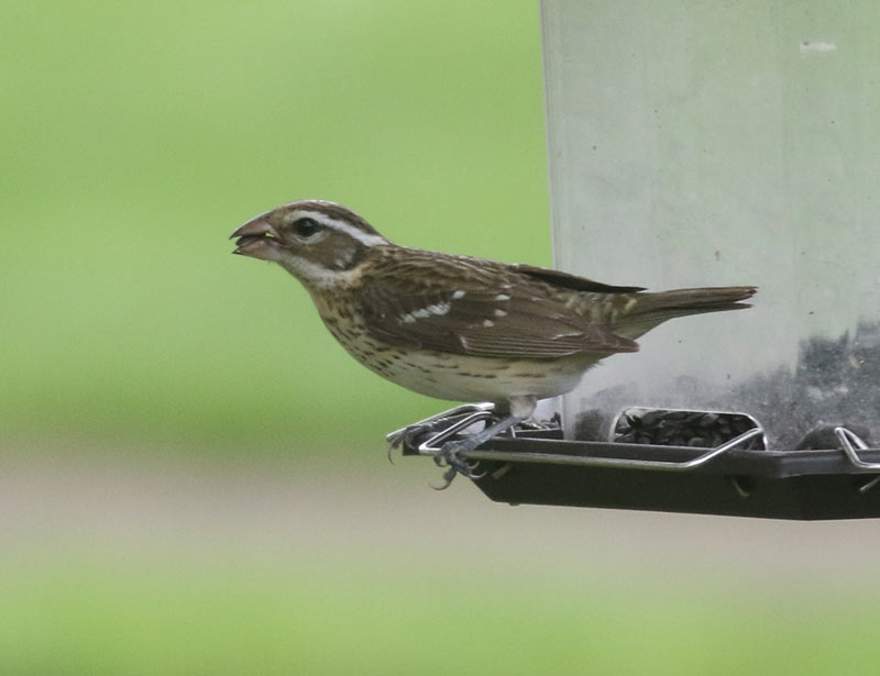 Mystery bird to be identified