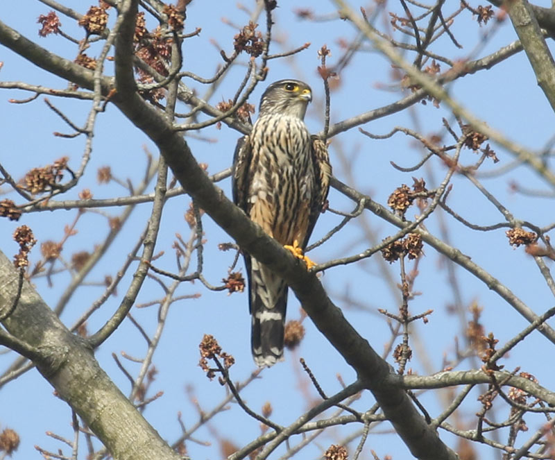 Mystery bird to be identified