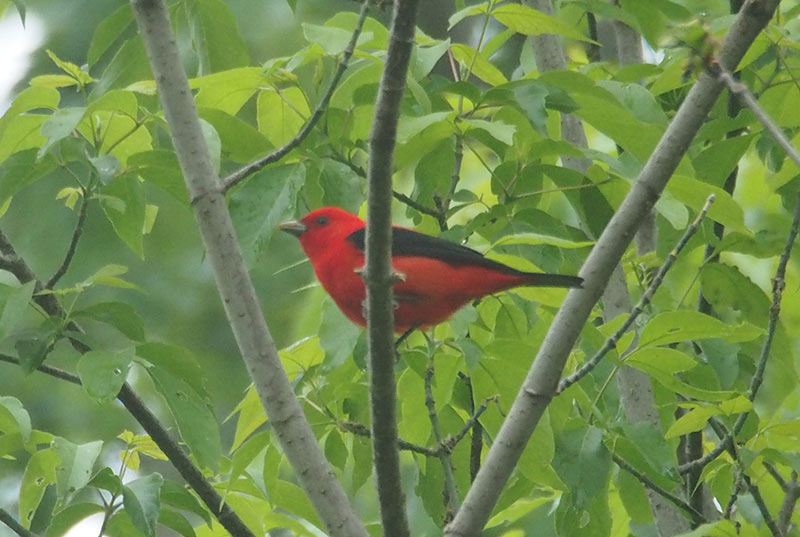 Mystery bird to be identified