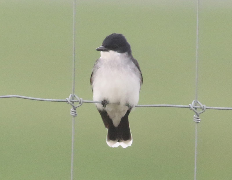 Mystery bird to be identified