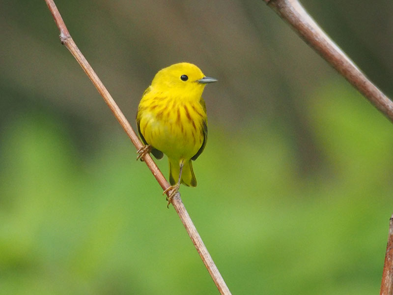 Mystery bird to be identified