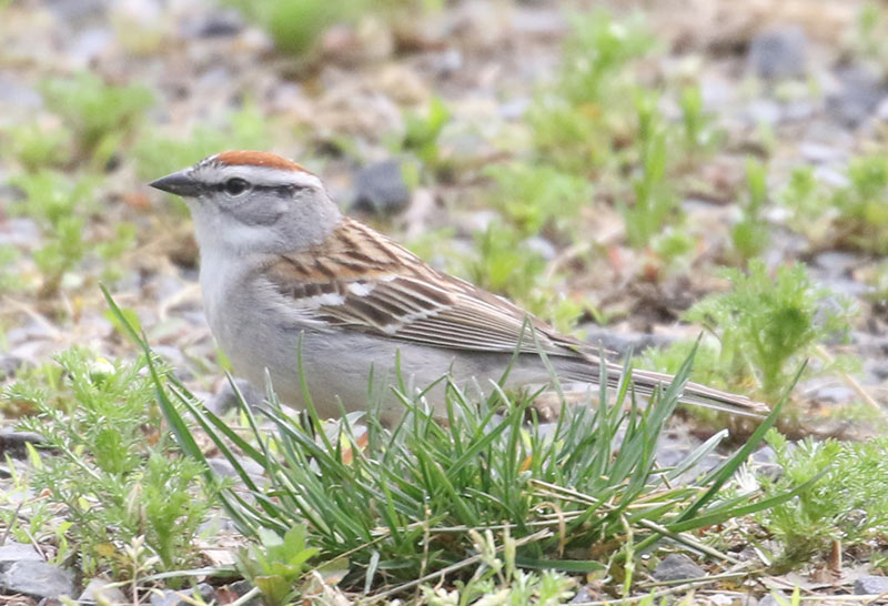 Mystery bird to be identified