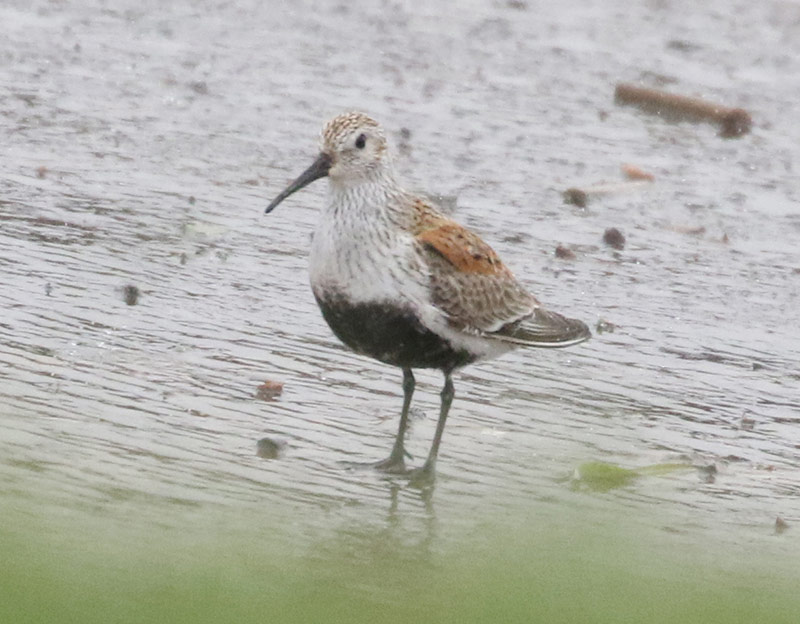 Mystery bird to be identified
