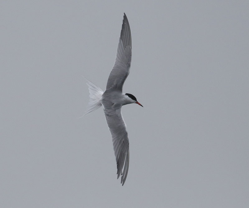 Mystery bird to be identified
