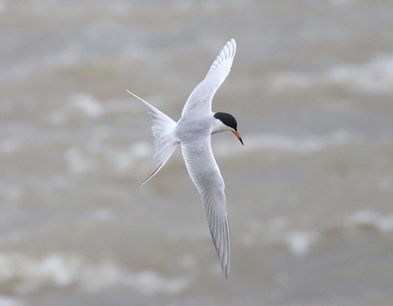 Forster's Tern