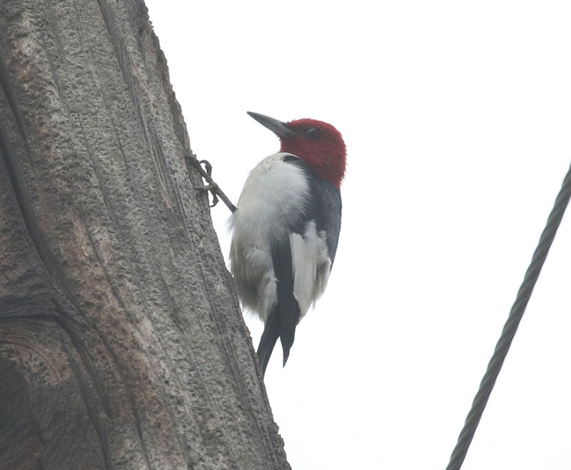 Mystery bird to be identified