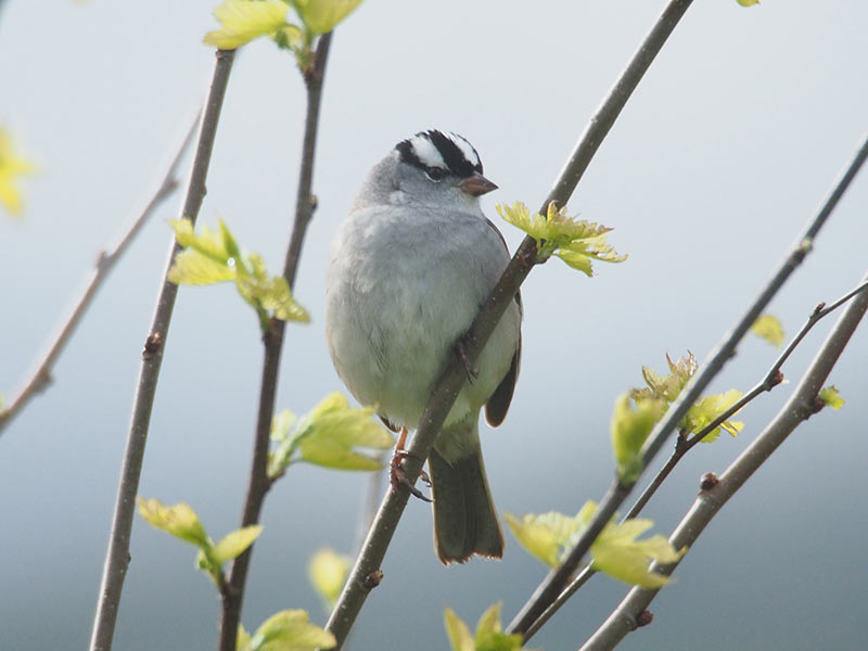 Mystery bird to be identified