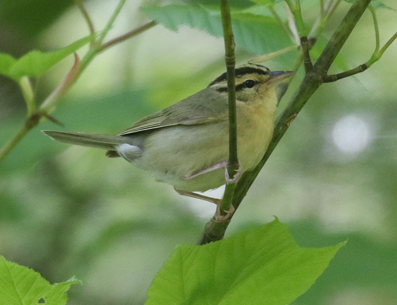 Mystery bird to be identified