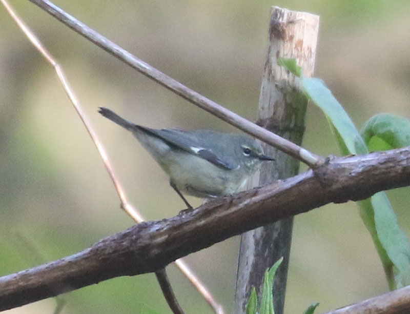 Mystery bird to be identified