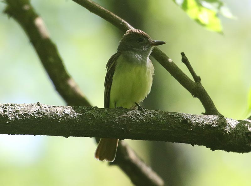 Mystery bird to be identified