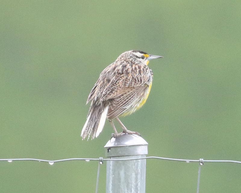 Mystery bird to be identified