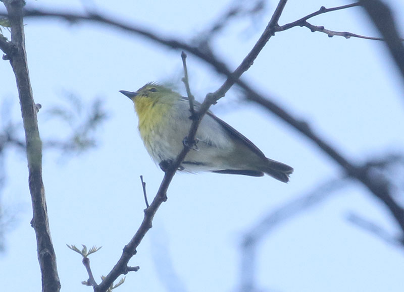 Mystery bird to be identified