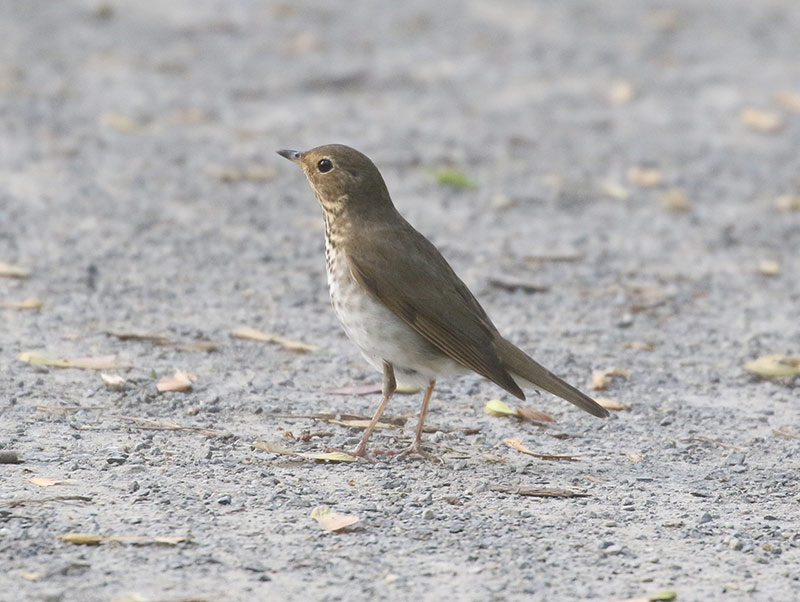 Mystery bird to be identified