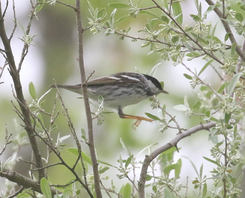 Mystery bird to be identified