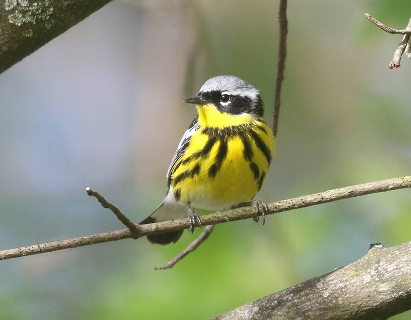 Mystery bird to be identified