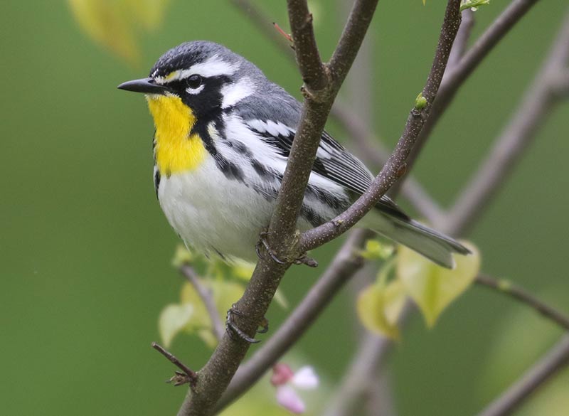 Mystery bird to be identified