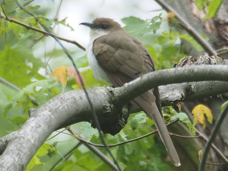 Mystery bird to be identified