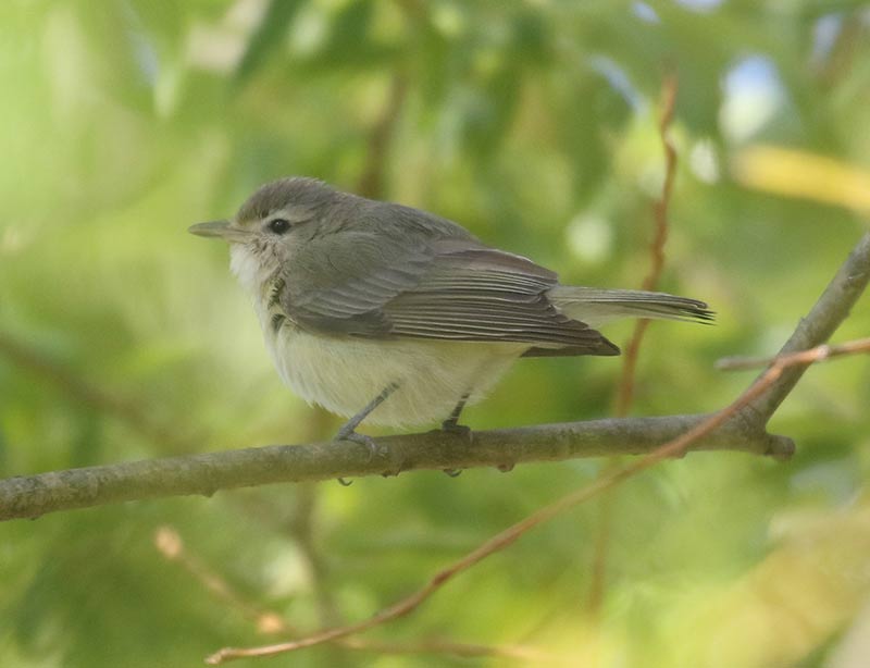 Mystery bird to be identified