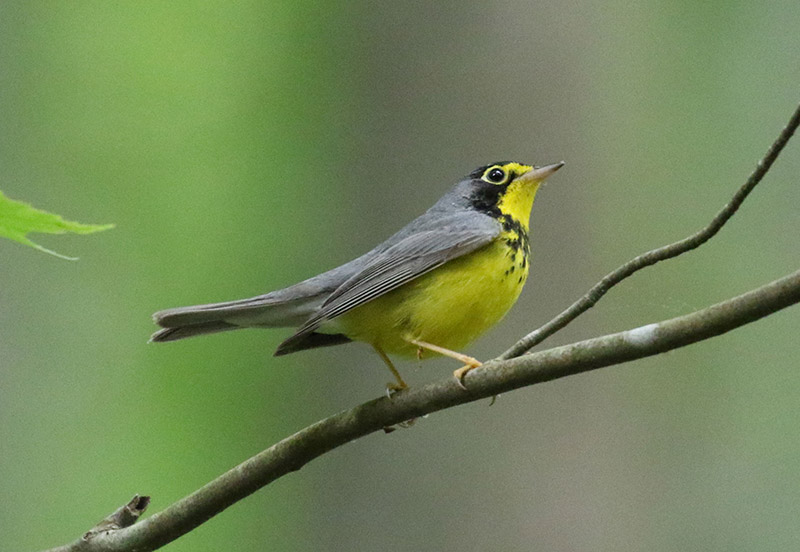 Mystery bird to be identified