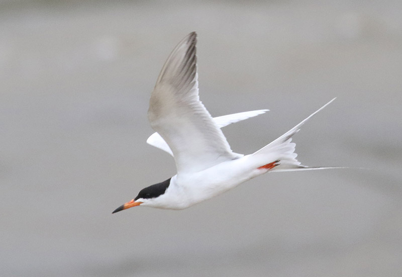 Mystery bird to be identified