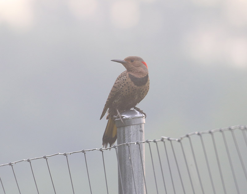 Mystery bird to be identified